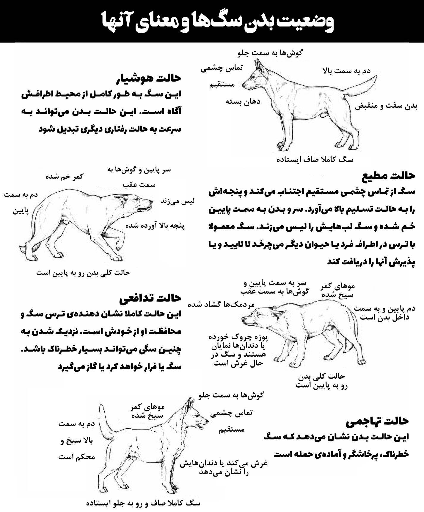 زبان بدن سگ ها