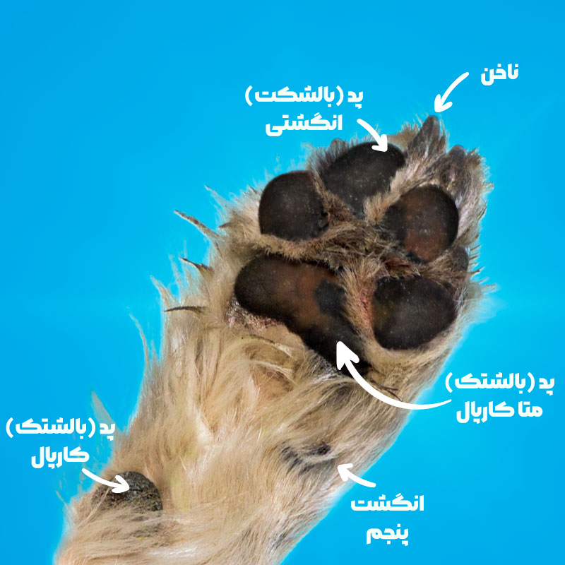 راهنمای مراقبت از پنجه ها