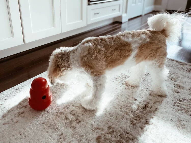 اسباب بازی‌های فکری سگ