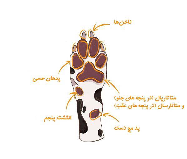 آناتومی پنجه سگ