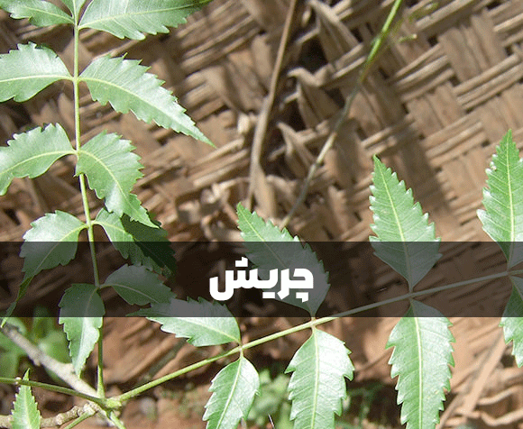 چریش