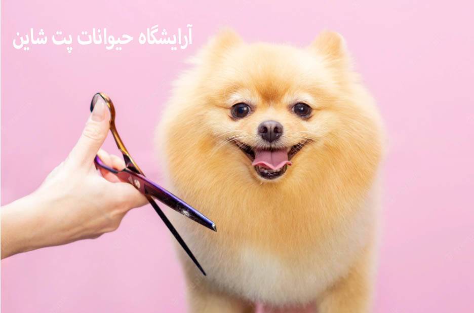 آرایشگاه حیوانات پت شاین